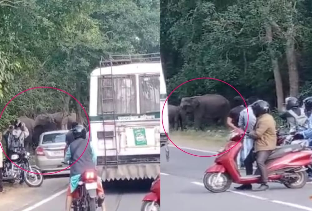 Group of Elephants Enter on Rishikesh Dehradun Highway, Traffic jam, Photos