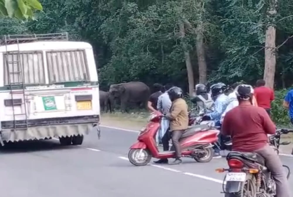 Group of Elephants Enter on Rishikesh Dehradun Highway, Traffic jam, Photos