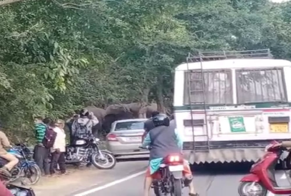 Group of Elephants Enter on Rishikesh Dehradun Highway, Traffic jam, Photos