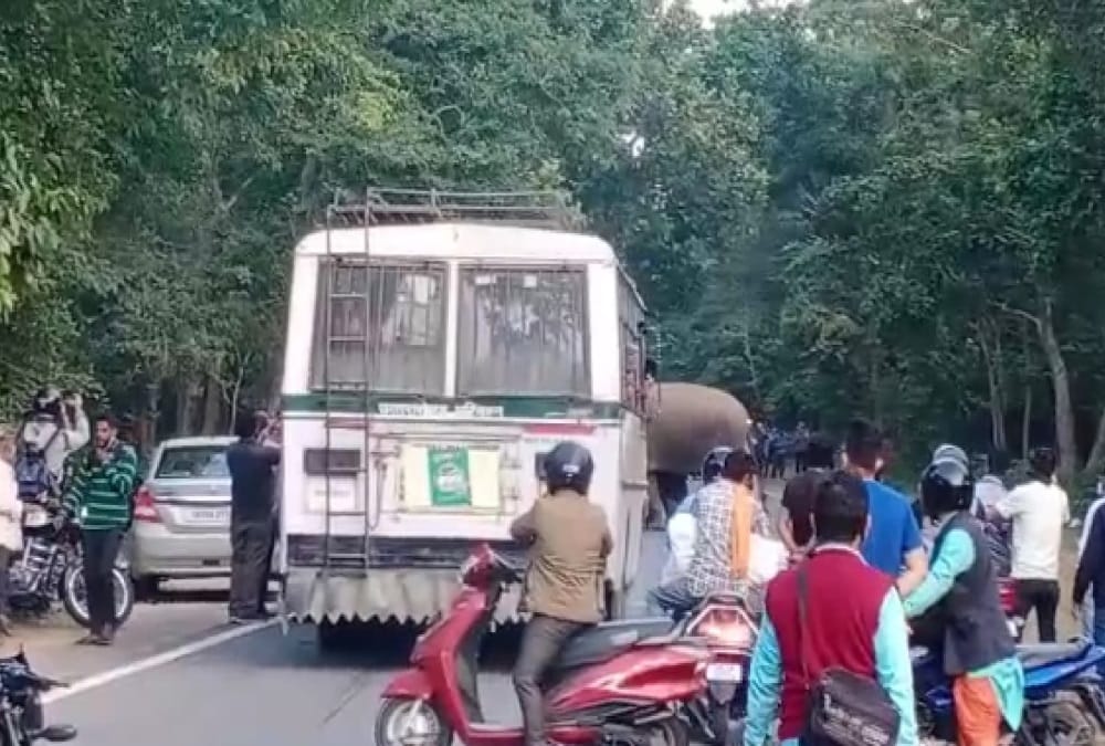 Group of Elephants Enter on Rishikesh Dehradun Highway, Traffic jam, Photos