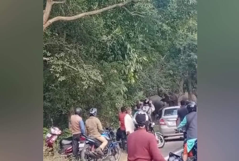 Group of Elephants Enter on Rishikesh Dehradun Highway, Traffic jam, Photos