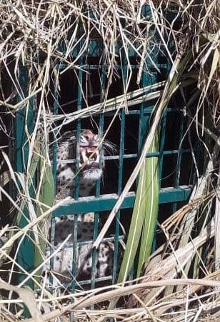 Wild Animals