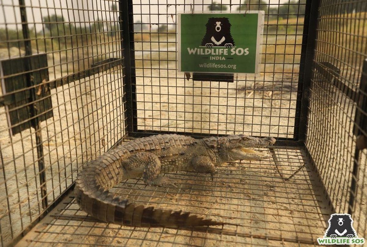 Wildlife SOS rescue crocodile from the pond near village of firozabad
