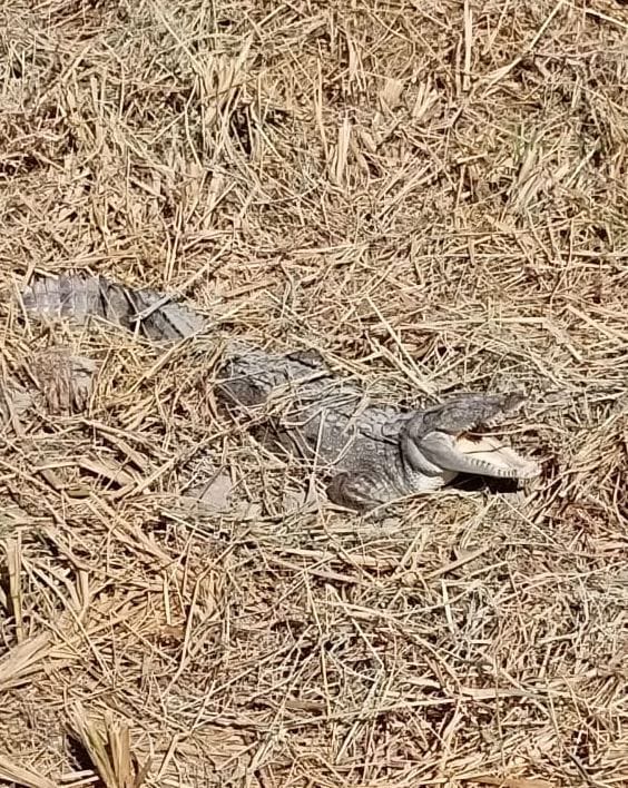 crocodile came to field