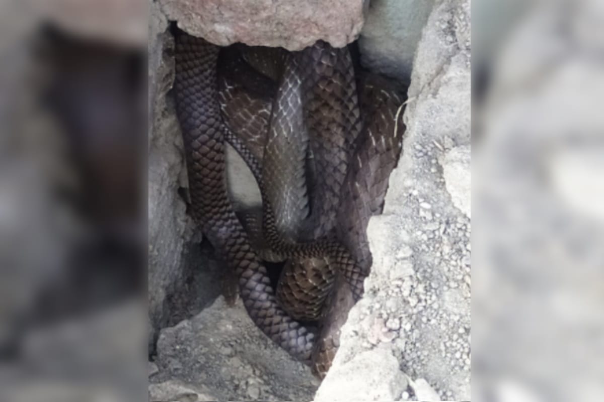 Saharanpur News: A farmer has dies of heart attack in a village of saharanpur after seeing nag nagin snake
