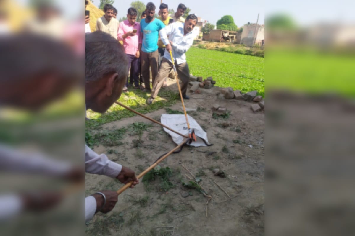 Saharanpur News: A farmer has dies of heart attack in a village of saharanpur after seeing nag nagin snake
