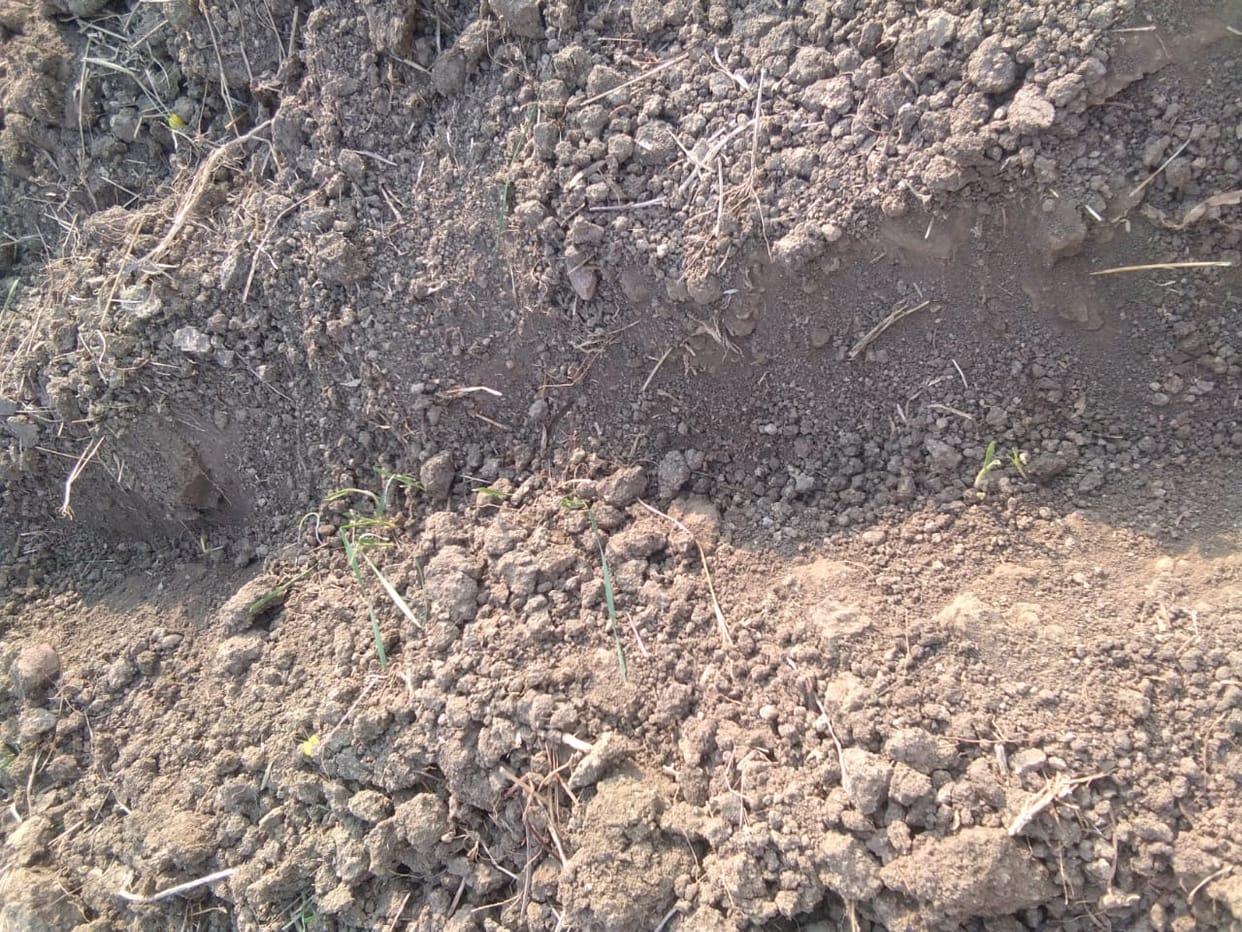 crop eaten by bugs
