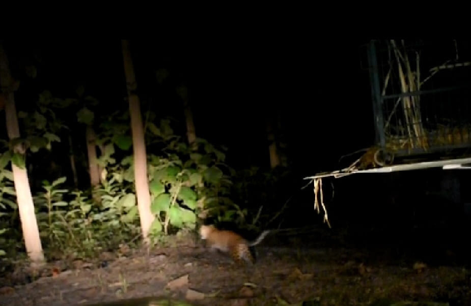 Wild Animals