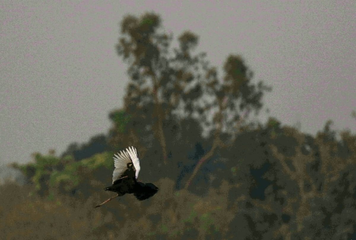 Dudhwa National park to reopen for visitors forest minister to inaugurate online