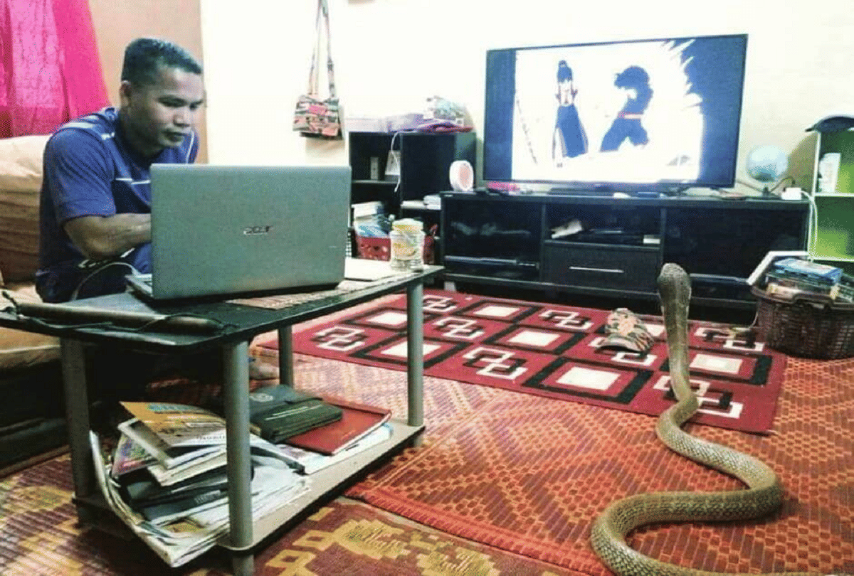 interesting love story man got married with snake photos goes viral