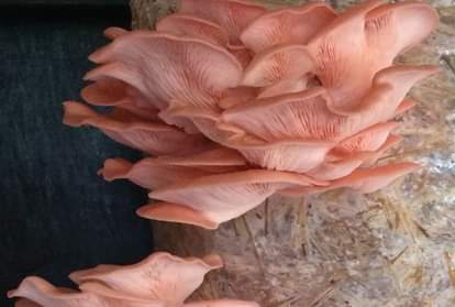 Pink mushrooms will now be sold in market along with white