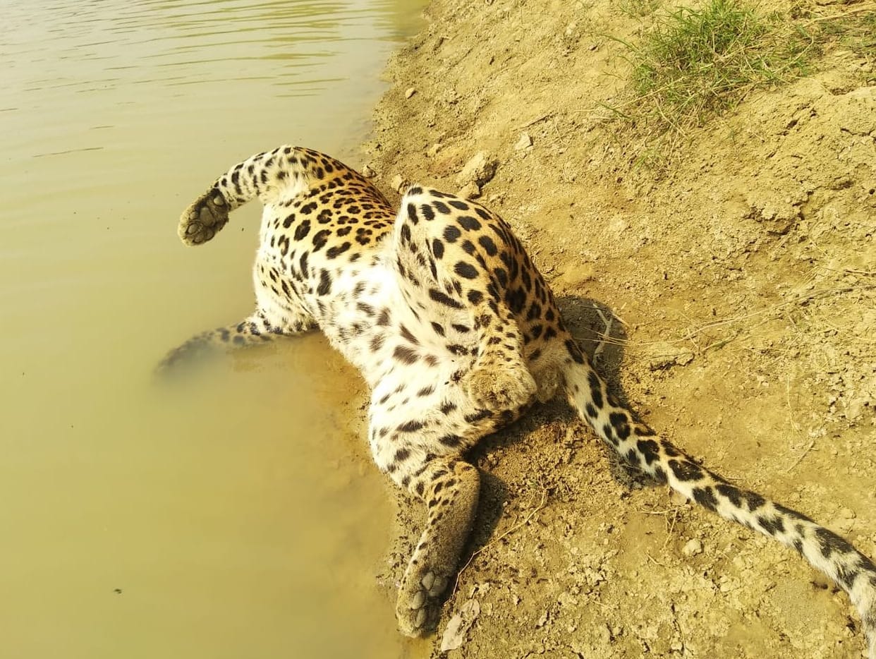Hunters killed leopard in Etawah, neck injury in postmortem