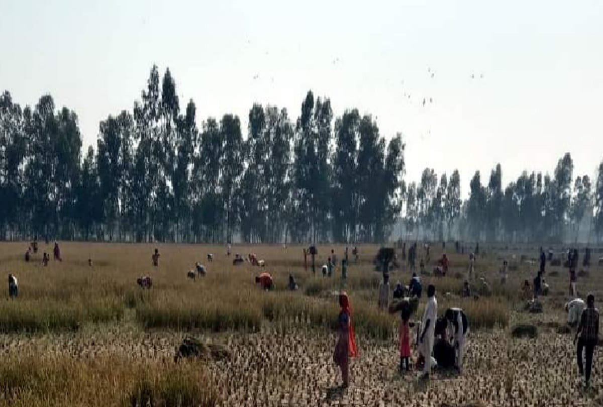 Paddy crop distributed free of cost when fair price is not available in rampur