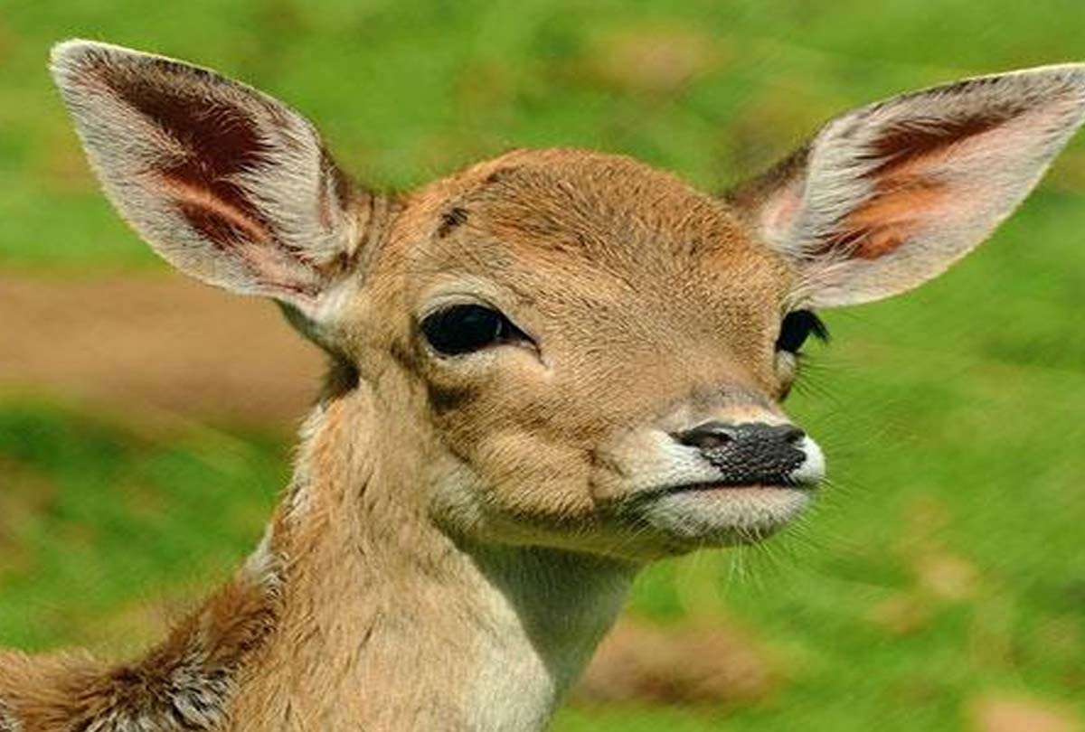 exclusive: 82 wildlife species of UP forests endangered
