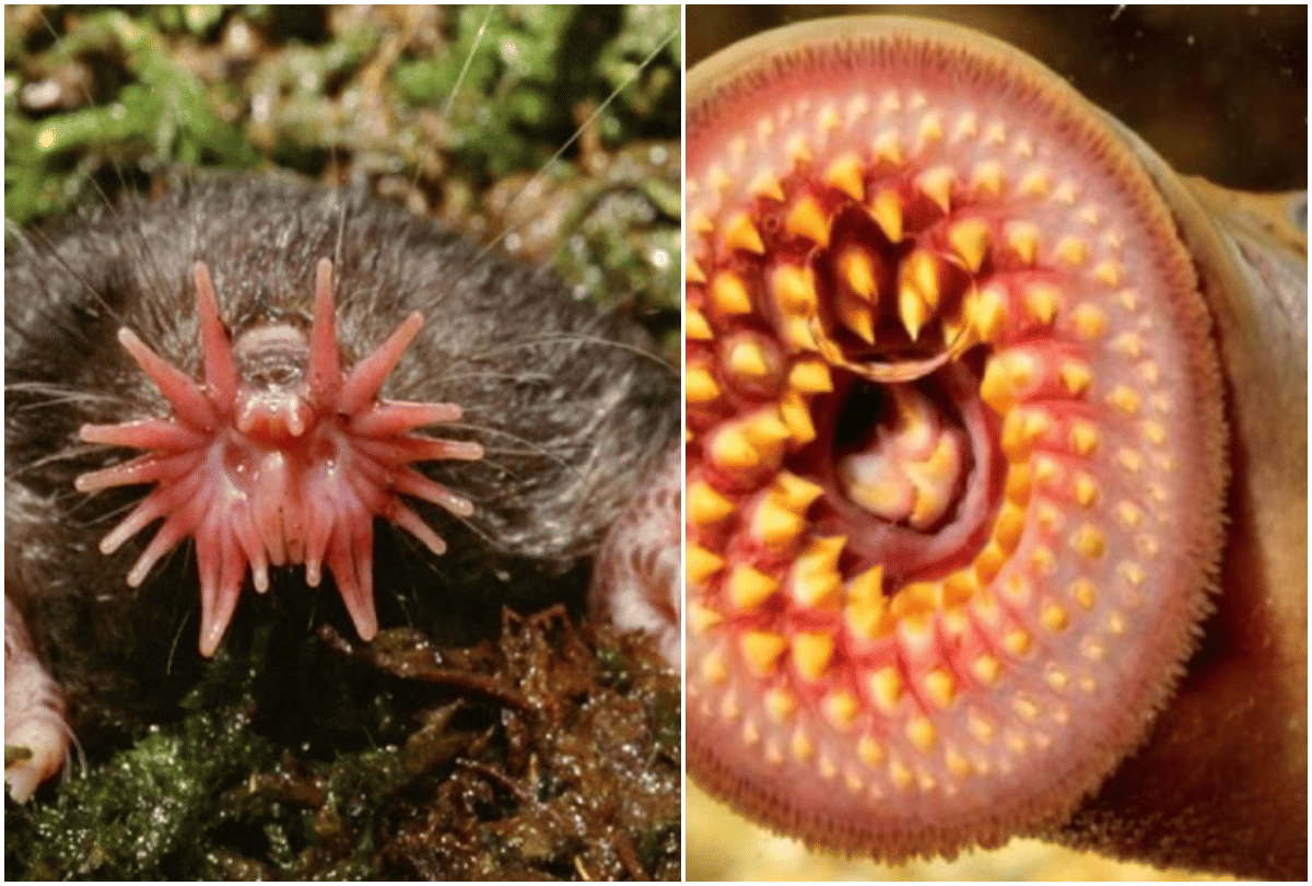 most weird creatures in the world which look shocked you