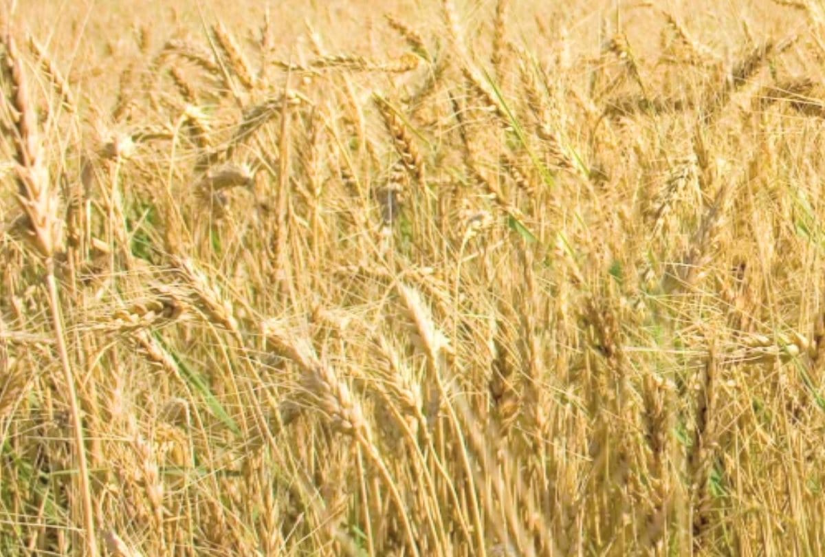 Krishi Tips how to find difference between good and bad fertilizer know the method