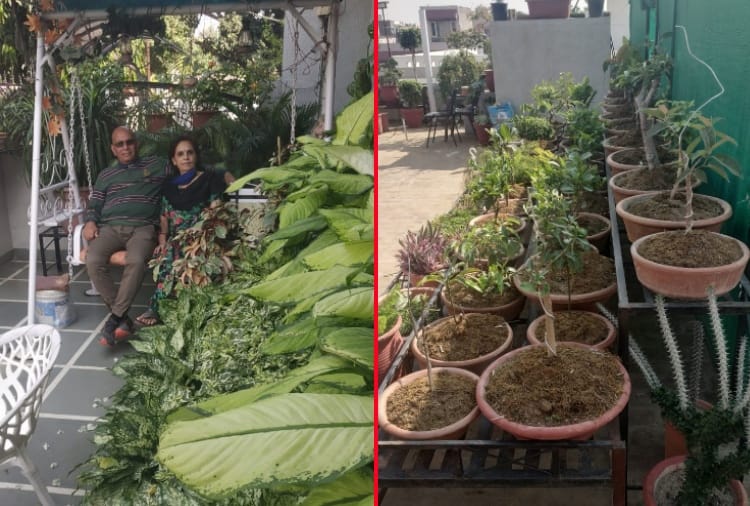 A man of Panchkula transformed his house into gardening