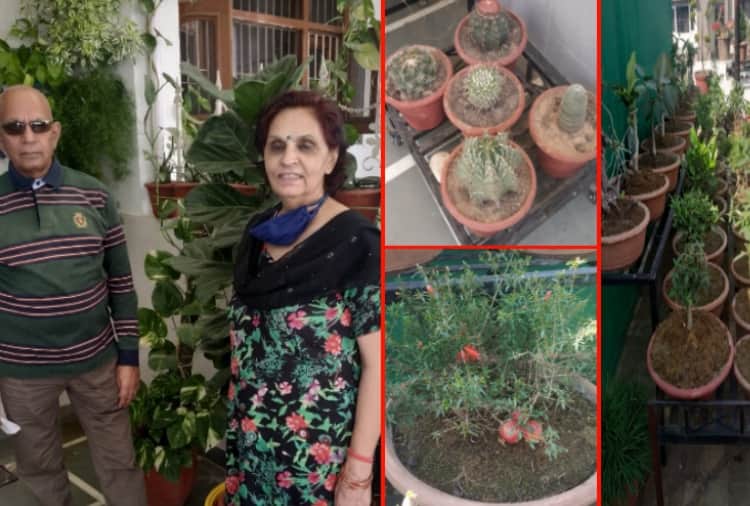 A man of Panchkula transformed his house into gardening