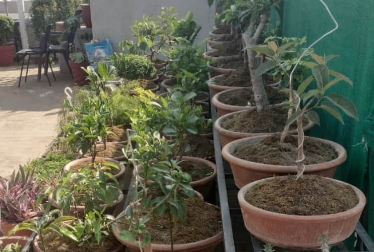 A man of Panchkula transformed his house into gardening