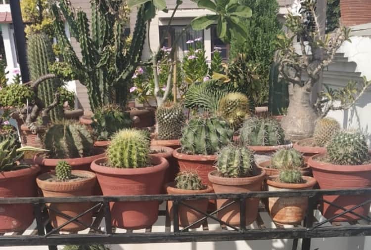 A man of Panchkula transformed his house into gardening