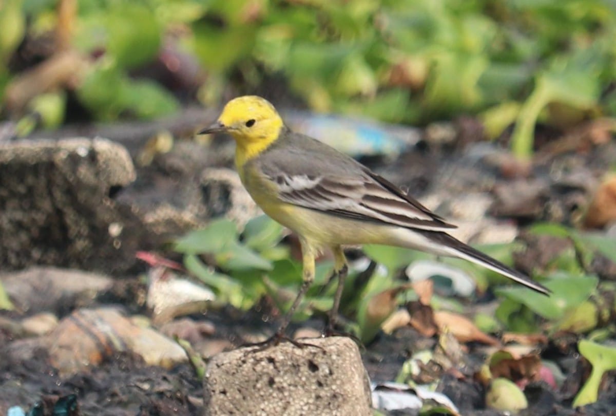 migratory birds wagtails arrived in Wetland of agra