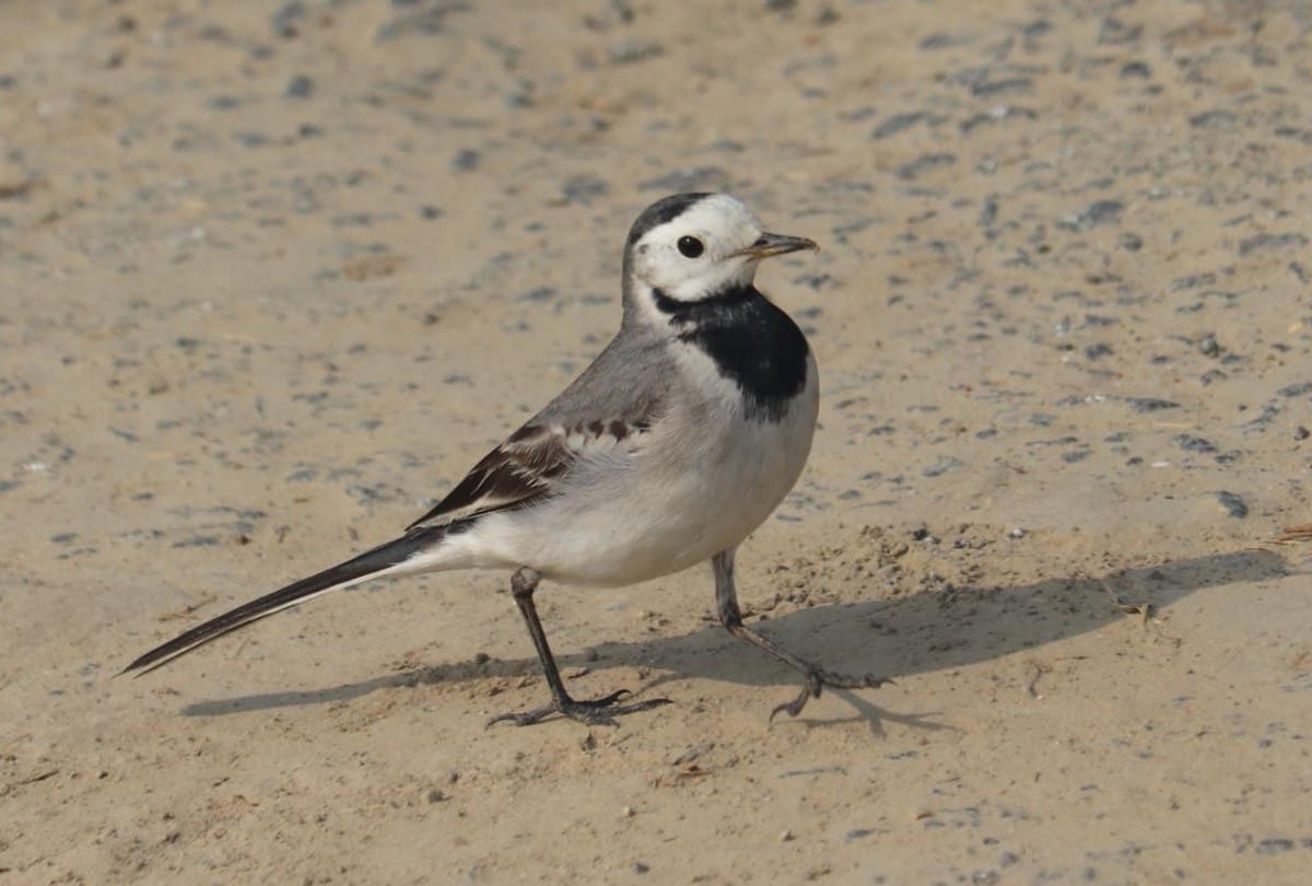 migratory birds wagtails arrived in Wetland of agra