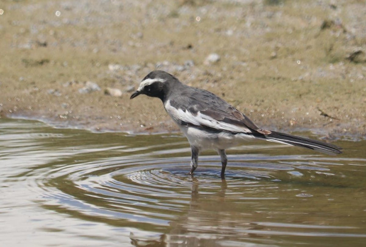 migratory birds wagtails arrived in Wetland of agra