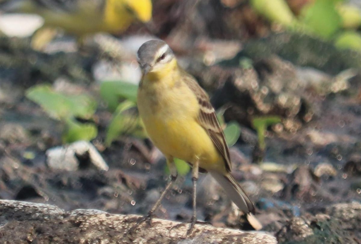 migratory birds wagtails arrived in Wetland of agra