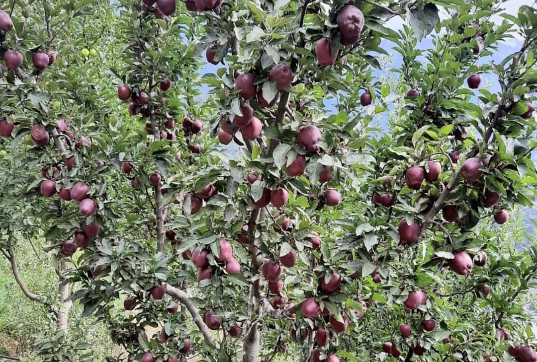 shimla Chhohara Valley's apples will be kept in modular cold store equipped with Artificial Intelligence techn