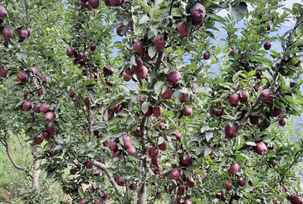 Royal apple price increased by Rs 10 in Kullu himachal