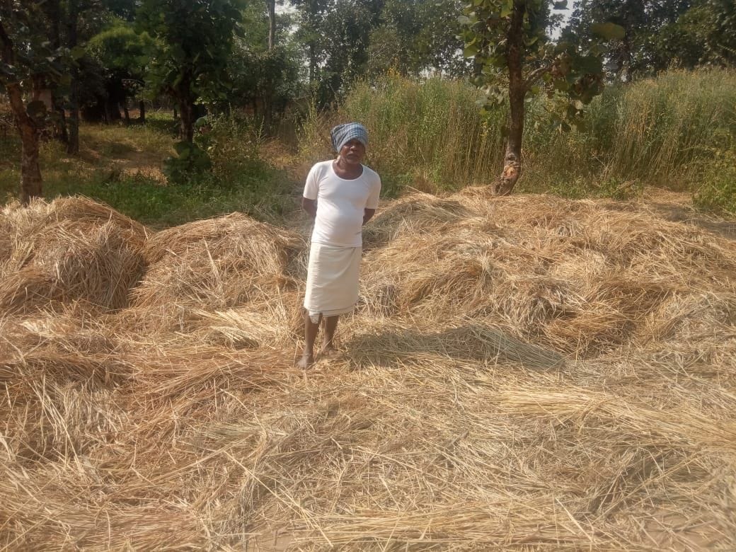 Now elephants panic in Chacharri village of Chhattisgarh crushing eight farmers crops