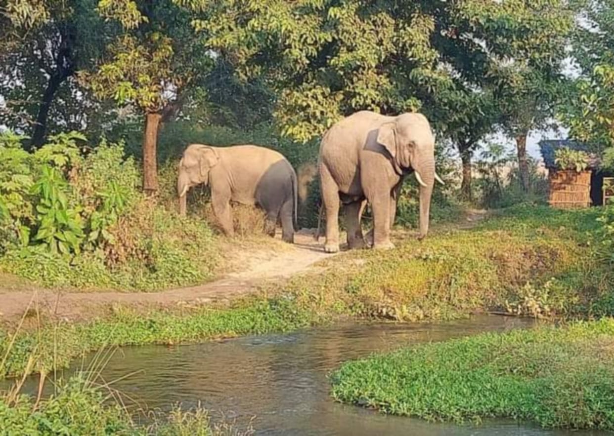 elephant have anti cancer gene how elephants become big