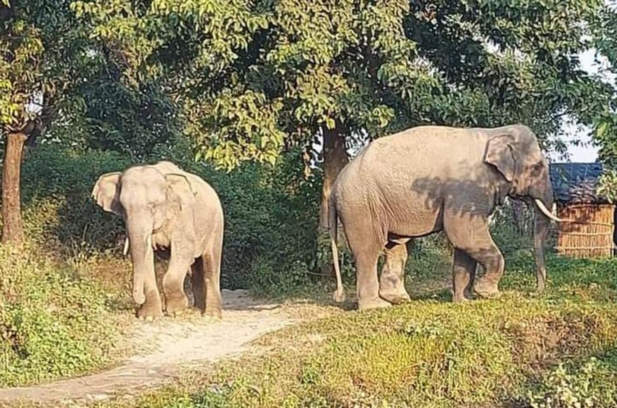 Kumbh Mela 2021: Two Meter height stone wall will block the way of elephants