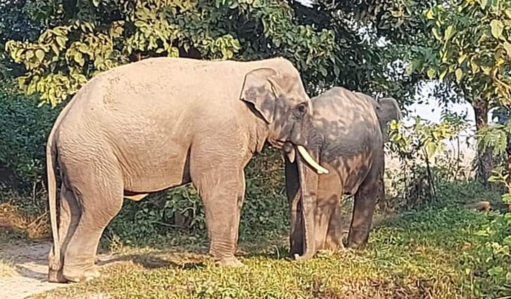 elephant have anti cancer gene how elephants become big
