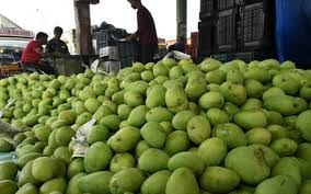 crop crisis consumed by bugs