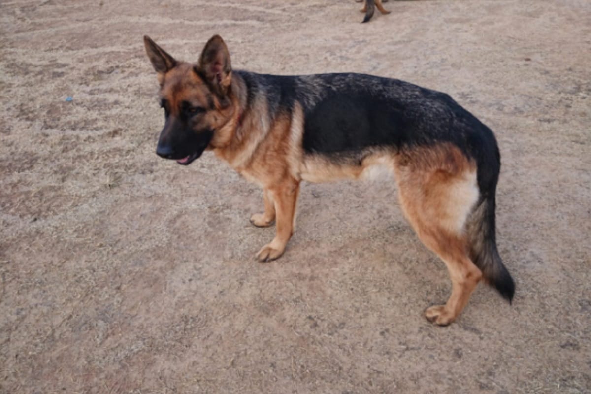Mourning in UP police after ASP snifer DogTinky died, solved several incidents in six-years job