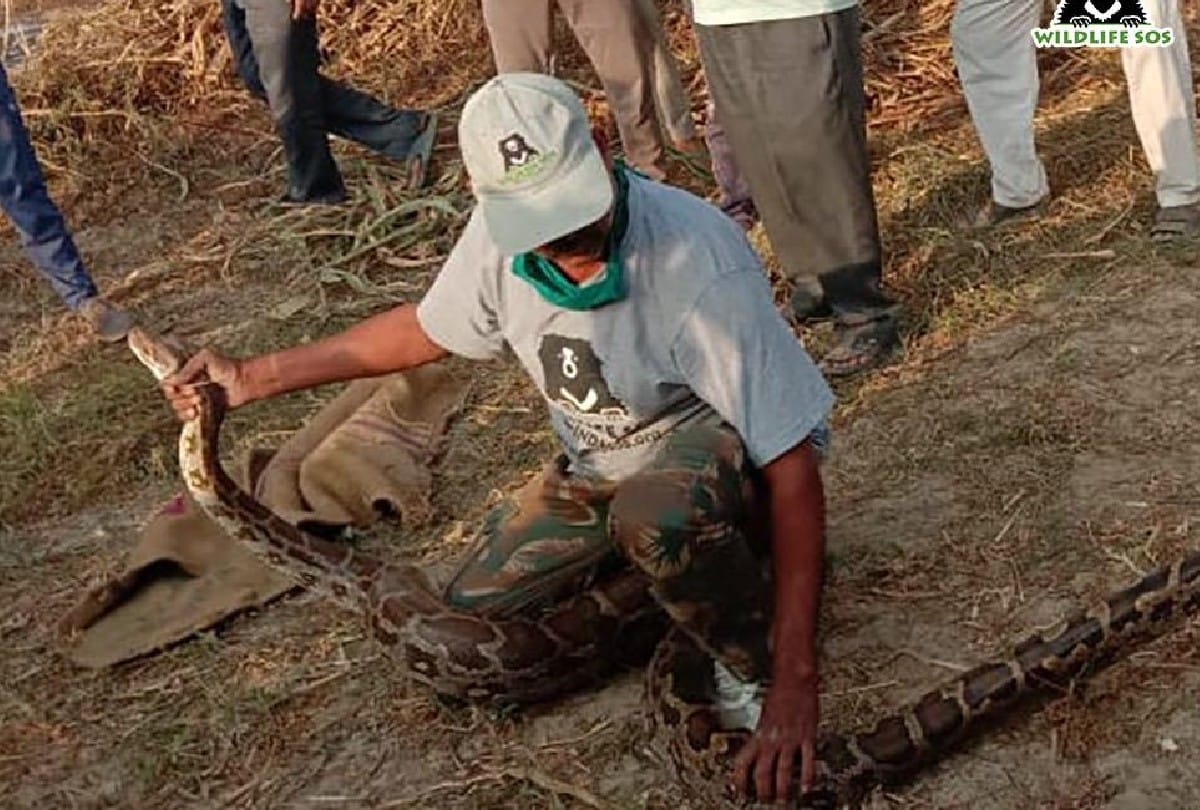 Wildlife SOS team rescue 11 feet long python in agra