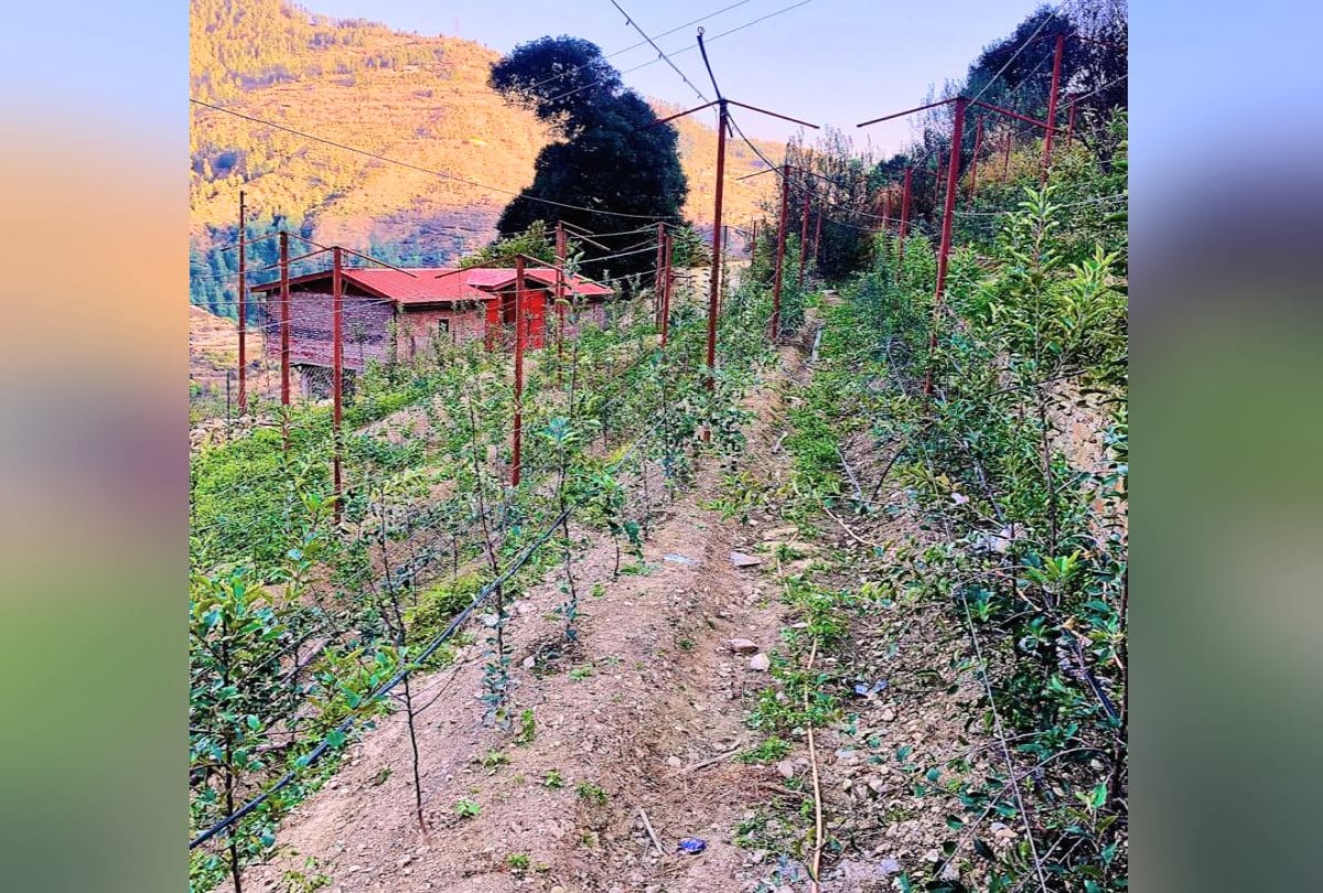 Shimla Apple Smart Garden News:The first smart Apple orchard developed here in the himachal pradesh