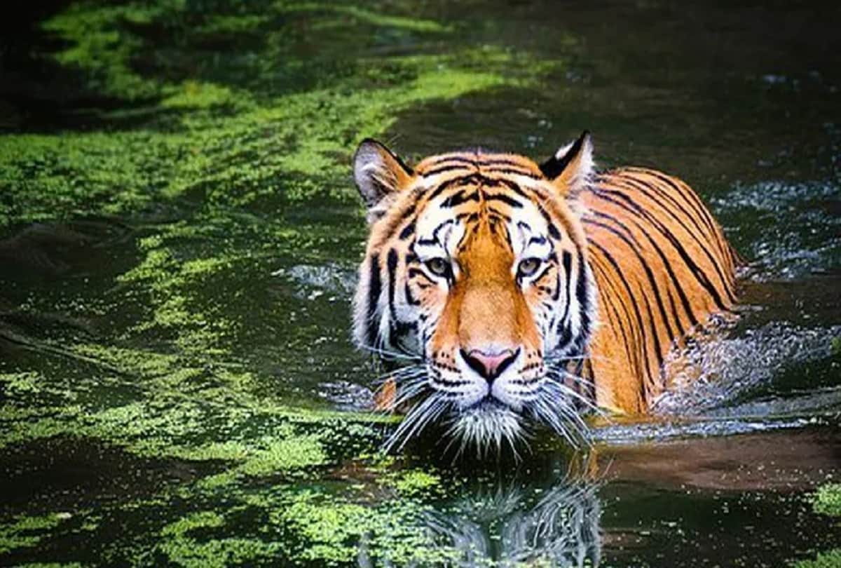 International Tiger Day 2021 These are the five big tiger reserves of India