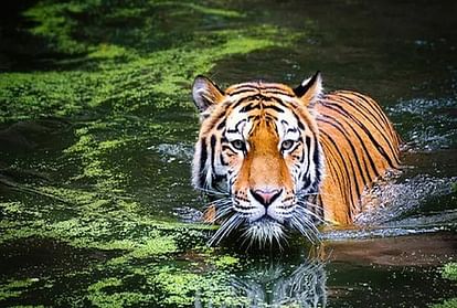 Center approves to build four rescue centers in UP for tigers and leopards