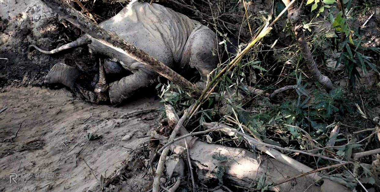 Two tigers eating the body of an elephant baby for five days