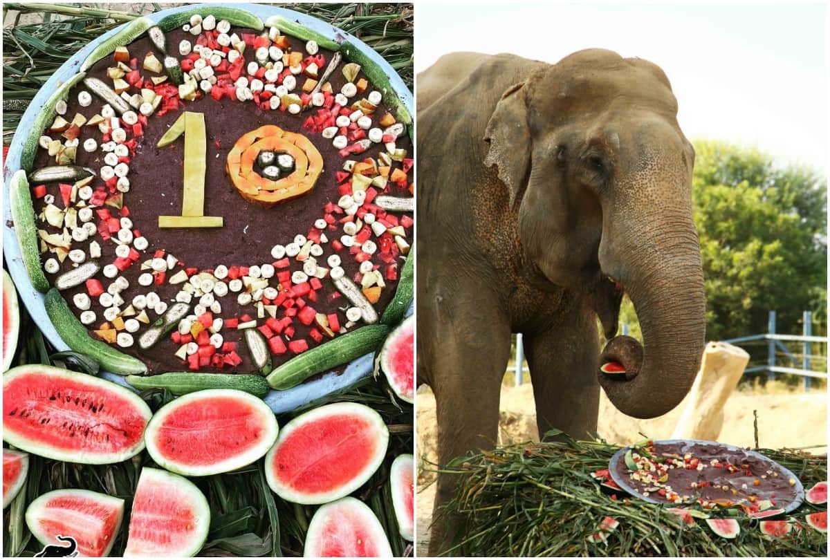 Bhola Elephant Celebrated Freedom Of Ten Year