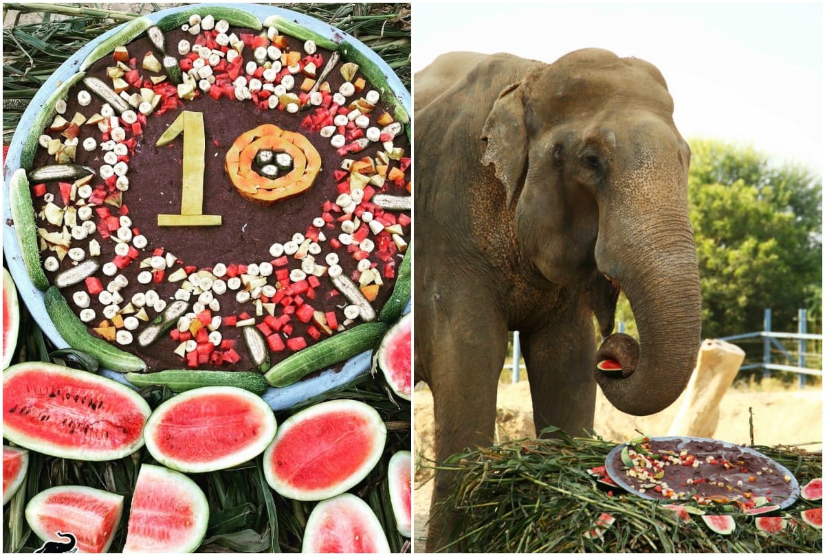 Bhola Elephant Celebrated Freedom Of Ten Year