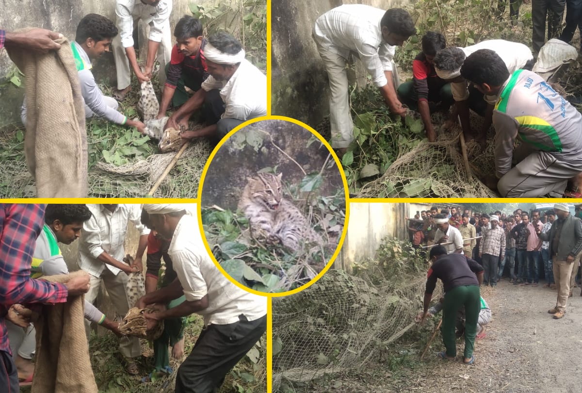 Fishing cat trapped by forest department in maharajganj