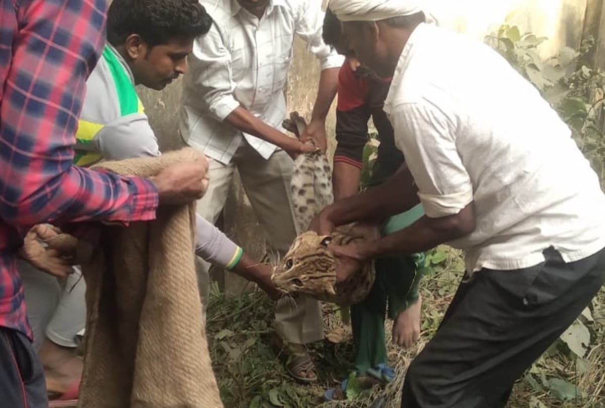 Fishing cat trapped by forest department in maharajganj