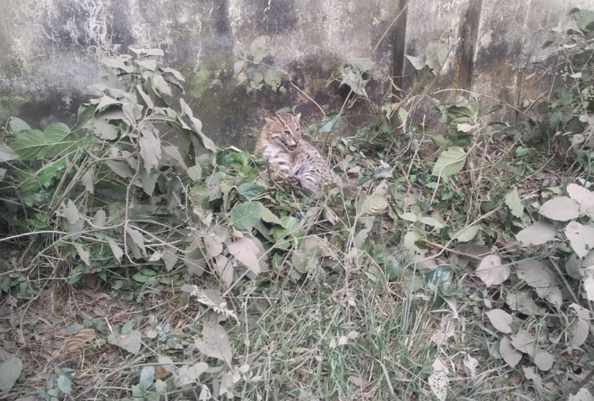 Fishing cat trapped by forest department in maharajganj