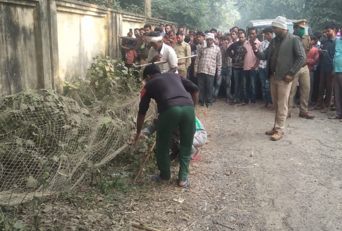 Fishing cat trapped by forest department in maharajganj
