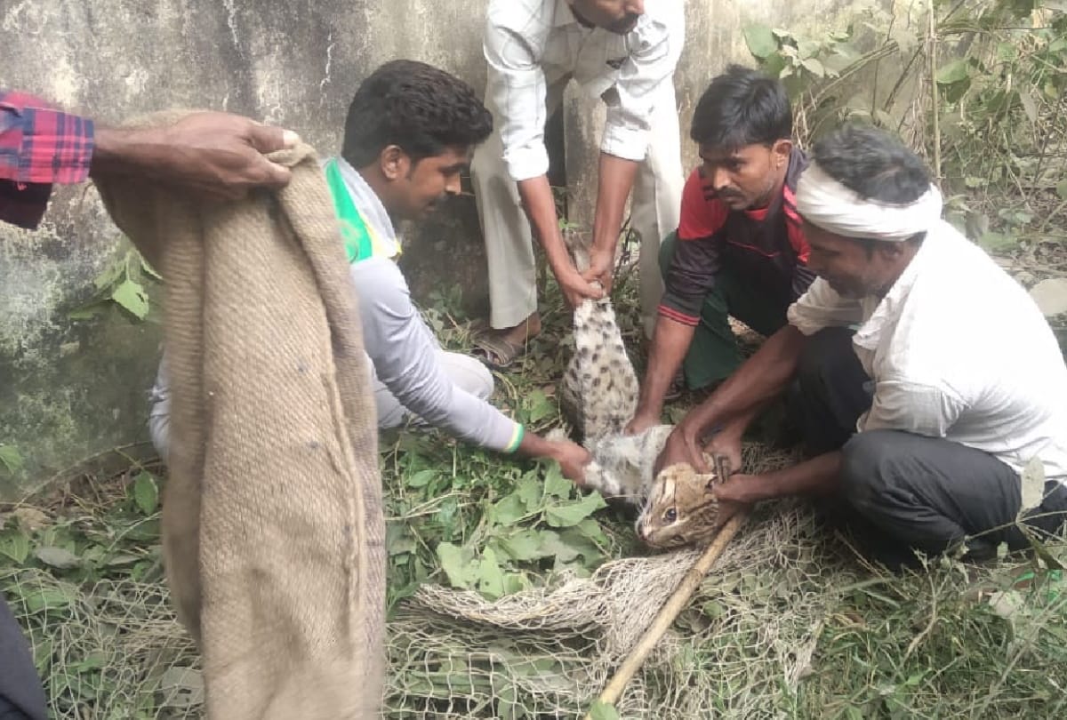 Fishing cat trapped by forest department in maharajganj