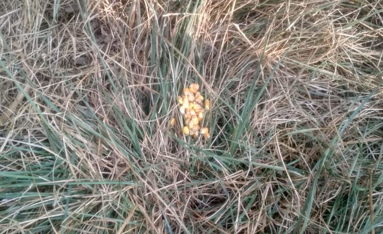 Pheasant and two peacocks die after eating poisonous grains