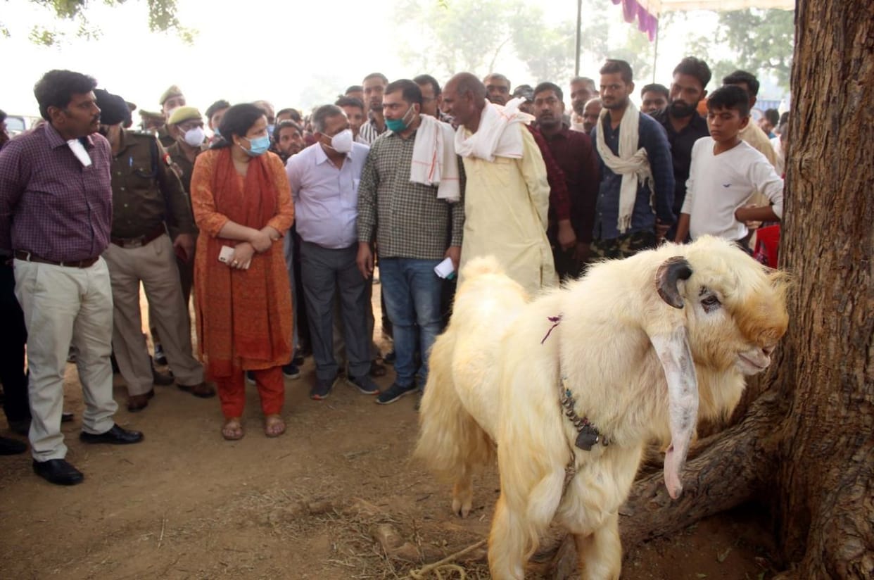 hansha goat mela